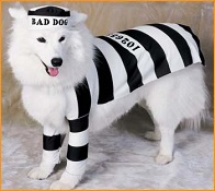 prison-inmate-dog