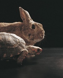 tortoise and hare building supply