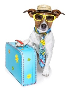pet safety travel tips