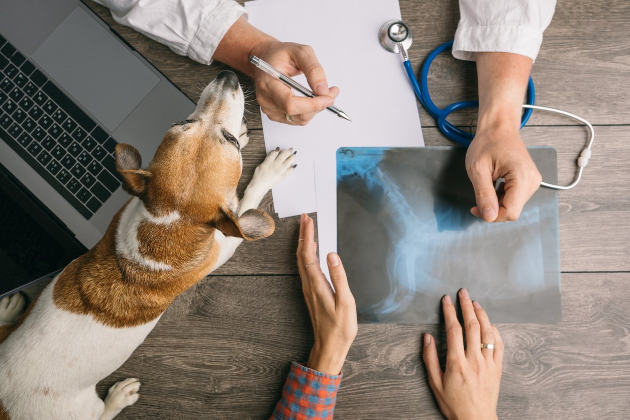 vet looking at dog xray