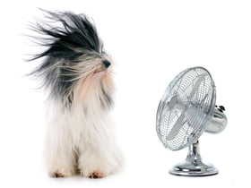 dog-fan-cooling-hot.jpg