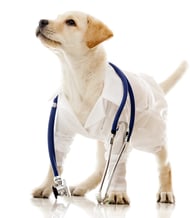 increase veterinary sales with marketing plans