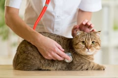 increase veterinary sales with marketing plans