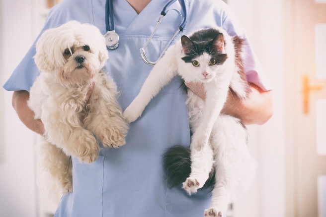 veterinarians