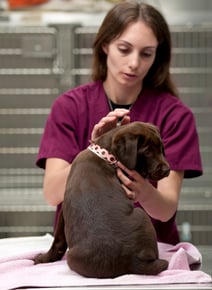 veterinarian tech and dog