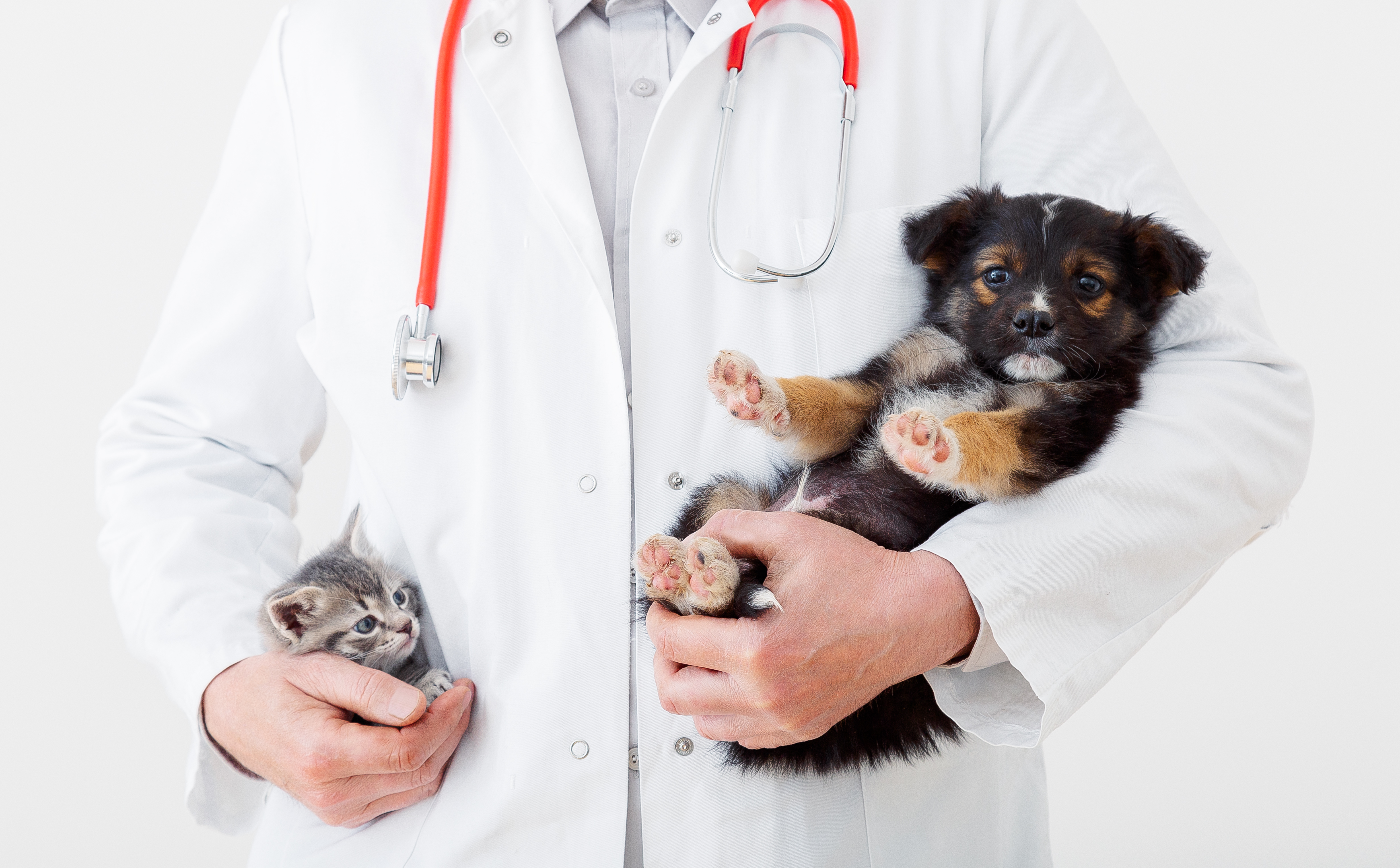 Veterinarian in white coat holding puppy in one hand and a kitten in the other hand.