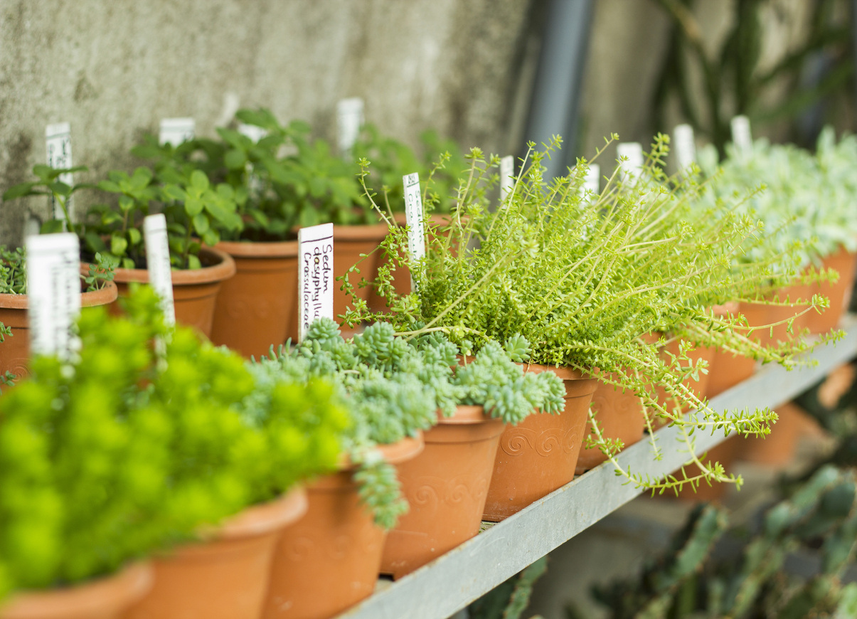 Garden pots